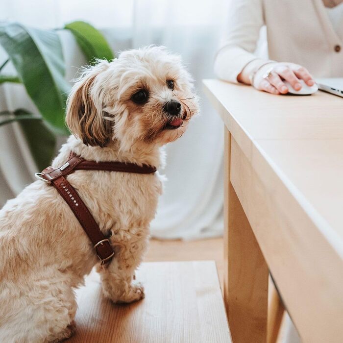 Нашийник для собак HUNTER Round & Soft Canadian UP, колір: Cognac, м'яка, еластична шкіра, оброблений край, не травмує шерсть, екологічний, Made in Germany, розмір: S/1 S/1 Cognac