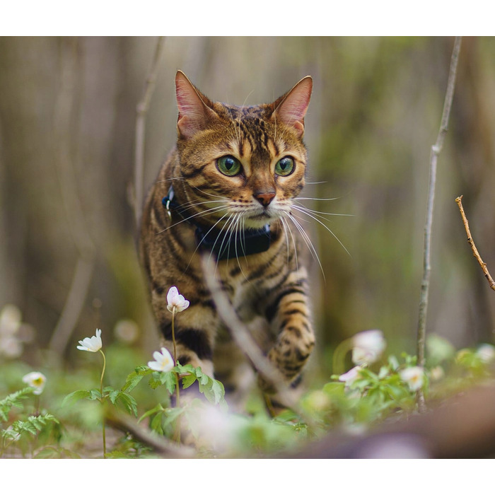 GPS-трекер Tractive CAT Mini для котів, темно-синій