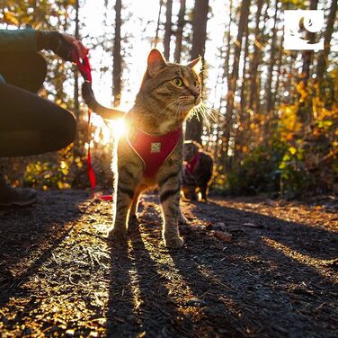 Шлея для котів RC Pet Products Adventure Kitty, розмір M, бірюзова