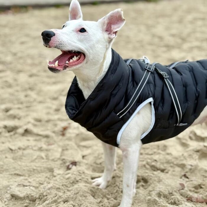 Водонепроникна тепла куртка для собак 2-в-1 з інтегрованою шлейкою – Зимова куртка для собак з відбиваючими елементами, вітронепроникна, червона (M)