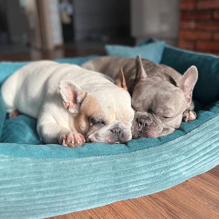 М'яке ліжко для собак та котів 4L Textil Molly, 60x40 см, блакитне (60x40x15 см)