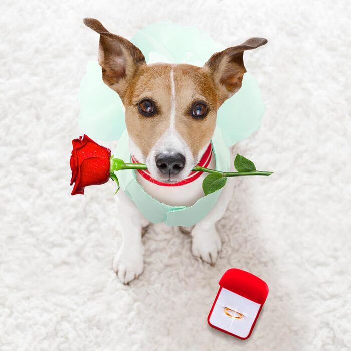 Сукня для собак на весілля: розкішний плаття для цуценят, літнє вбрання принцеси, сукня з бантиком для маленьких дівчаток (XL, Зелений)