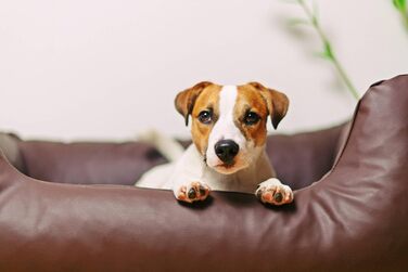 Водонепроникне ліжко для собак 4L Textil Mario з штучної шкіри, корзина для собак, ліжко для великих і середніх собак, собаче ліжко XXL (120x90 см, Коричневе)