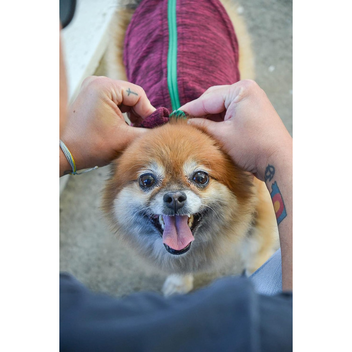 Жилет Gooby Zip Up з флісу для маленьких собак, колір фуксія, великий розмір (обхват грудей ~40 см)