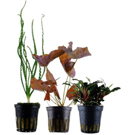 Набір акваріумних рослин 3 шт. Ексклюзив: Crinum calamistratum, Bucephalandra 'Kedagang', Nymphaea Lotus для акваскейпу