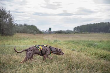 Шлея Julius-K9 для собак, мантрілінг та прогулянки, розмір S, UV-помаранчева з неоновою окантовкою