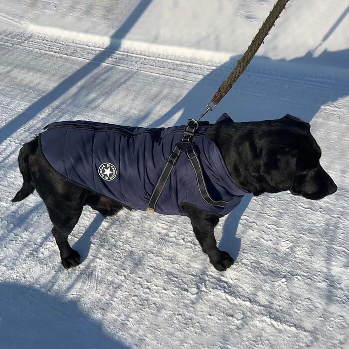 Зимова жилетка для собак, водонепроникний теплий одяг для маленьких собак з D-кільцем (зелений, XL, синій, L)