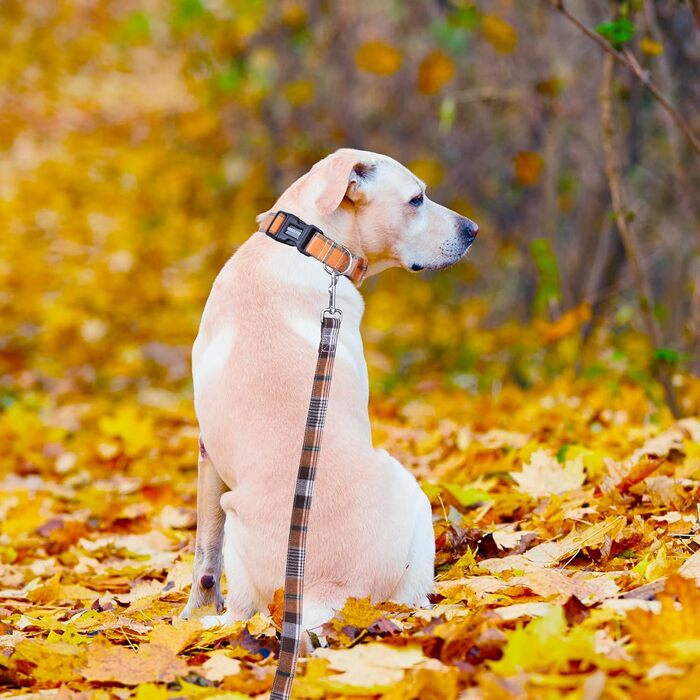 ADOGGYGO Різдвяний нашийник для собак з бантом, регульований, бавовняний, червоний, зелений, картатий, для малих, середніх і великих собак, домашніх тварин