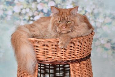 Багатоярусна котяча кімната з трьох поверхів, корзина для кота з плетеної лози, котячий будиночок з подушкою, котячий турнік