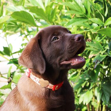 Нашийник для собак Pettsie з серцем та браслетом дружби, регульовані розміри S та M, зручний дизайнерський льон, міцний та довговічний, чудовий подарунок для любителів собак (35,6 - 50,8 см (M), Червоний)