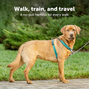 PetSafe 3-в-1 шлейка для собак S, анти-натяг, для авто, з відбивачами, чорна/синя/фіолетова
