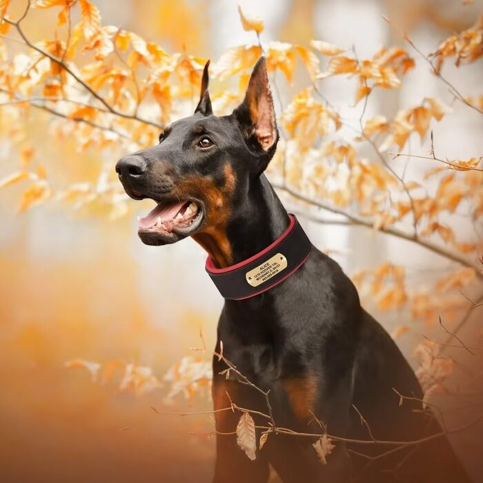 Нашийник для собак PET ARTIST з міцної PU шкіри, середніх та великих порід. Персоналізований з іменем, надійна металева застібка, підходить для пітбулів та великих собак. Розмір L (XL: обхват шиї 48-58 см, ширина 5 см, чорна гравіровка)