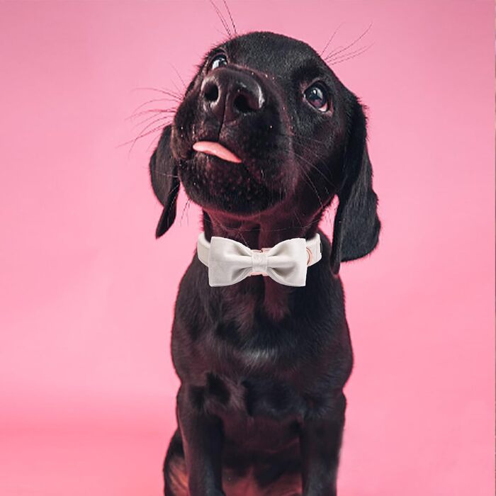 Елегантний ошийник для собак Aring з краваткою, велюровий, регульований, м'який, білий. Подарунок для дівчаток та хлопчиків