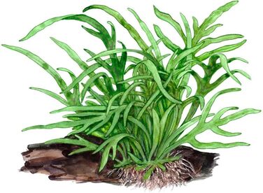 Акваріумна рослина Microsorum pteropus 'Trident' на корчі, водна рослина з кореневищем для акваріума