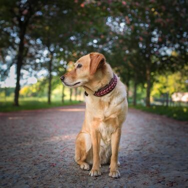 Широкий нашийник FairPaw для великих собак із паракорду, регульований, ручна робота, червоний, розмір S
