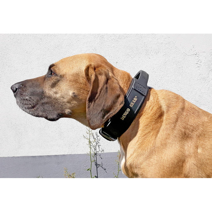 Шкіряний нашийник для собак Dingo Gear Drago, з ручкою, амортизований, чорний, ручна робота, 48-56 см