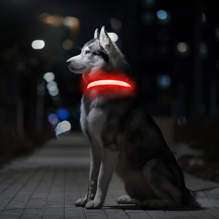 Світловідбиваючий нашийник для собак ASBRILL з LED-підсвічуванням, USB-C, водонепроникний, регульований, 3 режими світла, для собак малого, середнього та великого розміру (L, ЧЕРВОНИЙ)