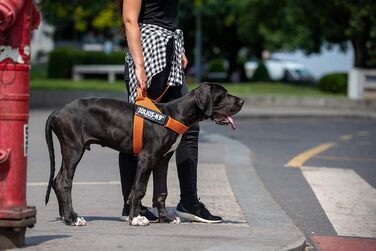 Шлея Julius-K9 Color & Gray для собак, нейлон, регульована