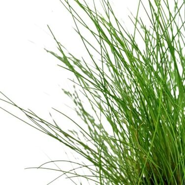 Набір акваріумних рослин AquaOne: 3 шт. для нано-акваріуму, стеблова Hygrophila, почвопокривна Eleocharis