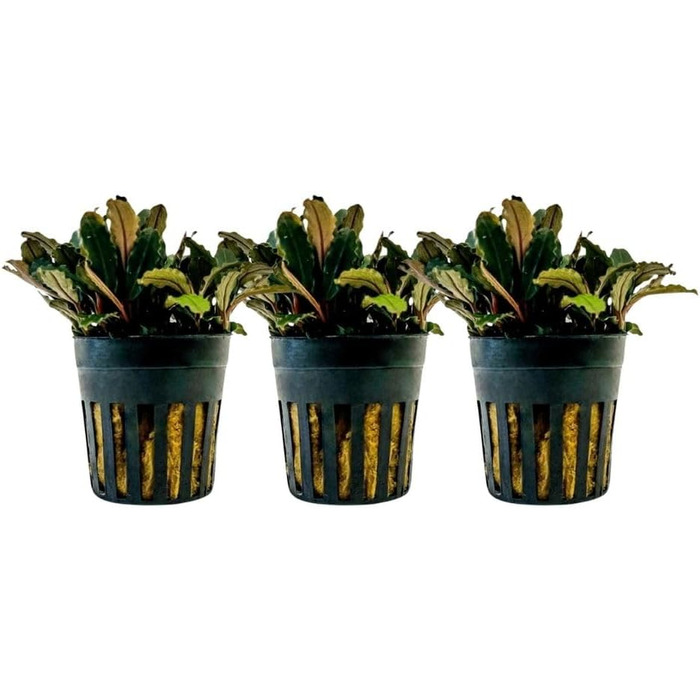 Акваріумна рослина Hygrophila corymbosa 'Compact', 3 шт. — водна рослина для акваріума, стеблова, повністю вкорінена, легка у догляді, для акваскейпінгу, декор, Bucephalandra sp. 'Blue Green'