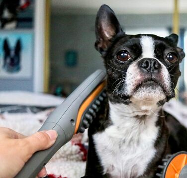 PAW WAVE Buzz терапевтична щітка з вібромасажем для собак і котів, для зняття напруги та покращення кровообігу, масажер для м'язів домашніх тварин