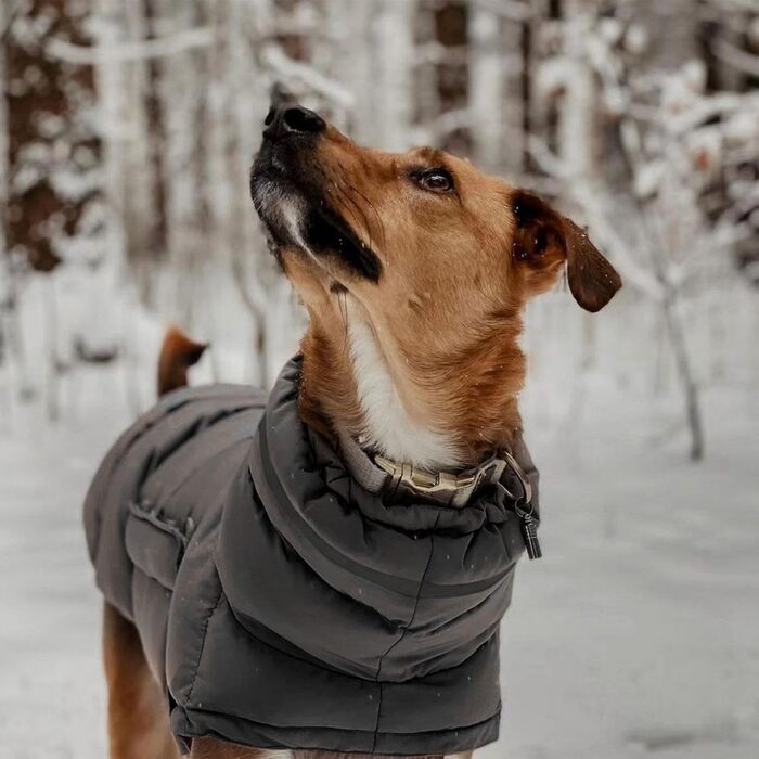 Водонепроникні зимові куртки для собак, тепла захисна куртка для собак, одяг для холодної погоди, аксесуари для собак, зимові, сірі