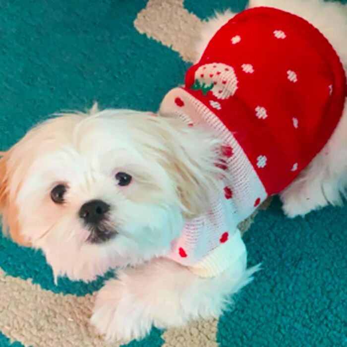 Пуловер для собак CHBORCHICEN, теплий в'язаний, з коміром-горловиною, зимовий, з принтом полуниці та сердечок, червоний, розмір M, рожевий