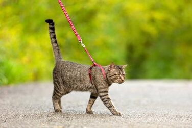 Шлейка для котів PetSafe Easy Walk, червона, розмір M, для прогулянок