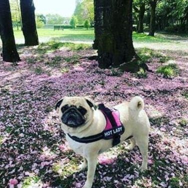 Шлея для собак Julius-K9 IDC Powerharness, темно-рожева, розмір Mini-Mini, з двома безкоштовними індивідуальними нашивками