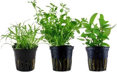 Набір акваріумних рослин AquaOne для нано-акваріума: 3 рослини — стеблова Hygrophila, ґрунтопокривна Eleocharis, аквасети для прісноводних акваріумів