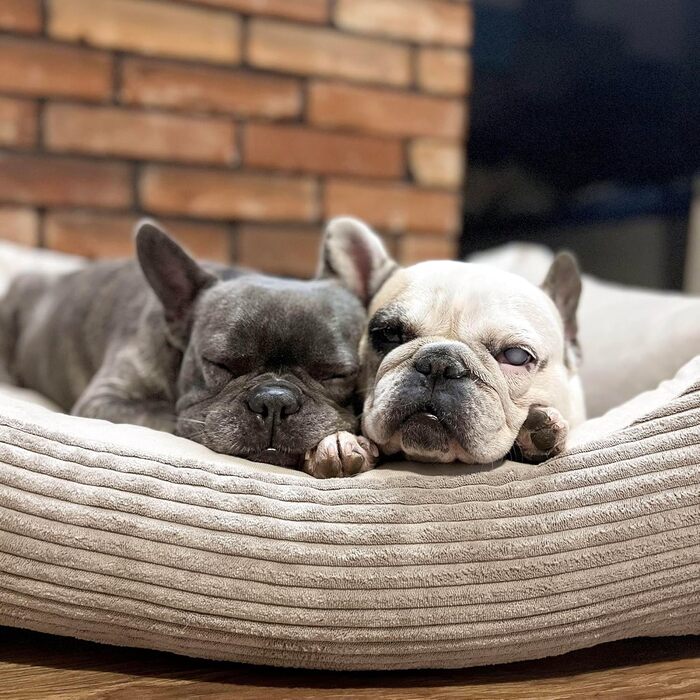 М'яке ліжко для собак 4L Textil Molly - зручне собаче ліжко-корзинка, 60x40 см, бежеве. Знімна та пральна наволочка, підходить для середніх собак.