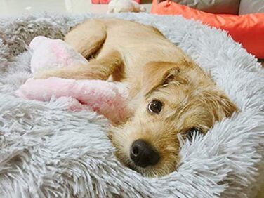 М'яке ліжко-софа для собак Deluxe, кругла, з плюшу, 60 см, світло-сірий колір. Підходить для великих і екстра-великих собак та котів. З водонепроникною основою. Легко миється.