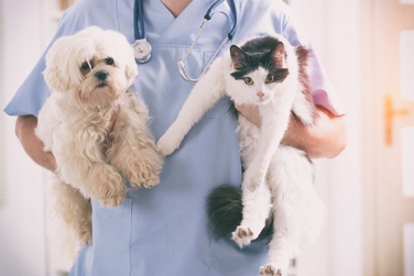 Сухий корм Royal Canin Renal для котів із нирковою недостатністю, курка, 6 кг
