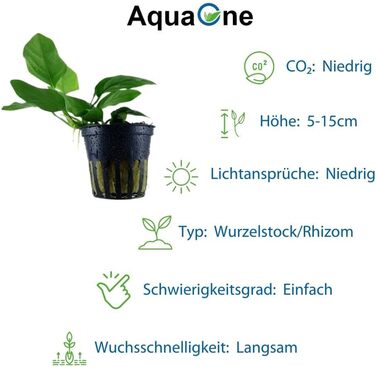 Набір анубіасів для акваріума — 4 шт. Anubias caladiifolia, angustifolia, barteri, nana для цихлідника та рослинного акваріума