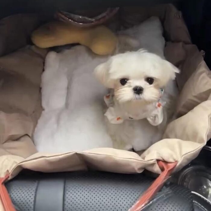 Автомобільний лежак для собак у вигляді накидки на сидіння, 55x42x42 см, темно-хакі