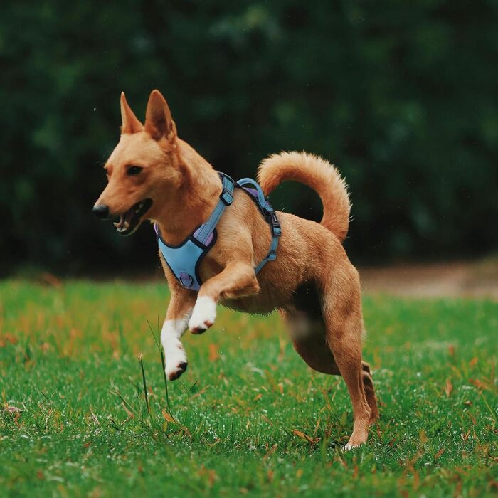 Регульована шлейка для собак QQPETS проти натягу, з 2 кріпленнями для повідка, м'яка, з відбивачами, для малих і великих порід, зручна ручка, оксфордська тканина