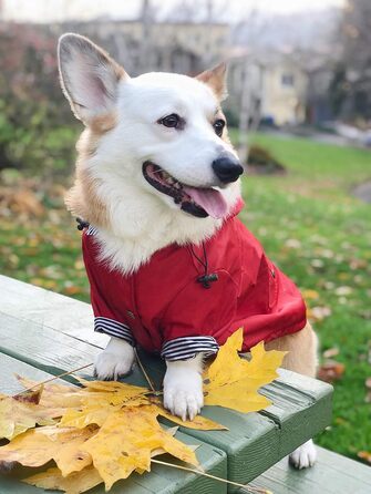 Дощовик для собак Ellie Dog Wear з відбивними кнопками, кишенями, водовідштовхувальний, знімний капюшон, регульований шнурок, розміри XS–XXL