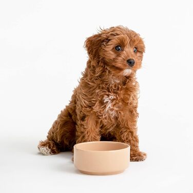 Миска для собак Mason Cash з порцеляни, з ручкою та синім написом, 15 см (12.7 x 12.7 x 5.5 см)