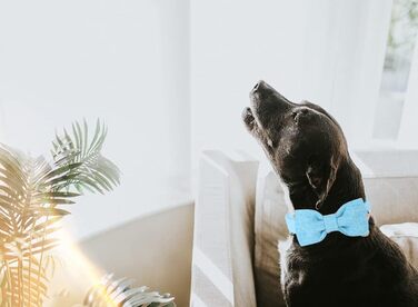 Елегантний собачий нашийник з бантиком DOGWONG, білий, для собак малого та середнього розміру, зручний та регульований, подарунок для дівчаток та хлопчиків