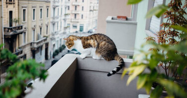 Захисна сітка на балкон від котів, птахів та голубів, 5х3 м, вічко 50 мм, без свердління