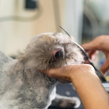 Професійна вигнута ножиця для собак 7 дюймів (440C сталь) - для грумінгу собак та котів