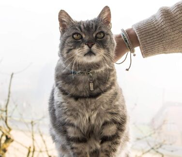 Нашийник для кота Pettsie з безпечною застібкою та браслетом дружби, міцна бавовна, D-подібне кільце для аксесуарів, регульований розмір 19-29 см, (12,7 - 20,3 см, блакитний)