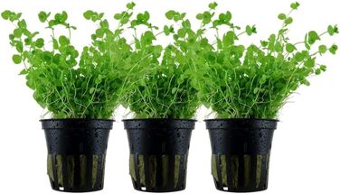 Акваріумна рослина Hygrophila corymbosa 'Compact', 3 шт — водна рослина для акваріума, стеблова, з розвиненою кореневою системою, легка у догляді, для акваскейпінгу та декору (Micranthemum umbrosum)