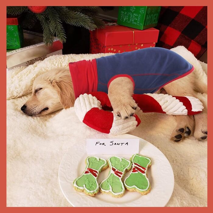 Пуловер для собак IECOii: теплий флісовий светр-жилет для собак, накидка-пуловер, теплий нашийник, сорочка для собак, пуловер для собак, флісовий пуловер для собак, сірий колір, розміри L (обхват грудей 48 см) та XL (обхват грудей 55 см), темно-синій колі