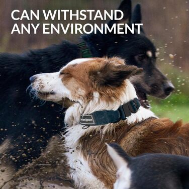 Міцний нашийник для собак великих та середніх порід – регульований, двошаровий нейлон, металева застібка, стійкий до розривів, ідеальний для активних собак (38-58 см), темно-синій