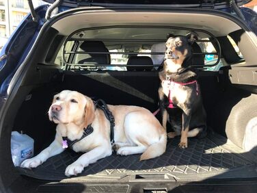 Сітка-перегородка ERGOTECH для Renault Kadjar (RDA65HBG-S) - захист для собак та багажу