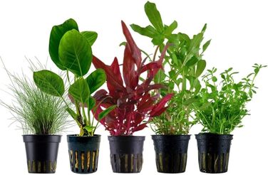 Набір акваріумних рослин AquaOne 5 шт: Lilaeopsis, Lagenandra, Cryptocoryne, Echinodorus для акваріума, для початківців