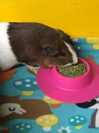 STAYbowl Futternapf: годівниця для морських свинок та інших дрібних домашніх тварин, ергономічна, 60 мл, рожева