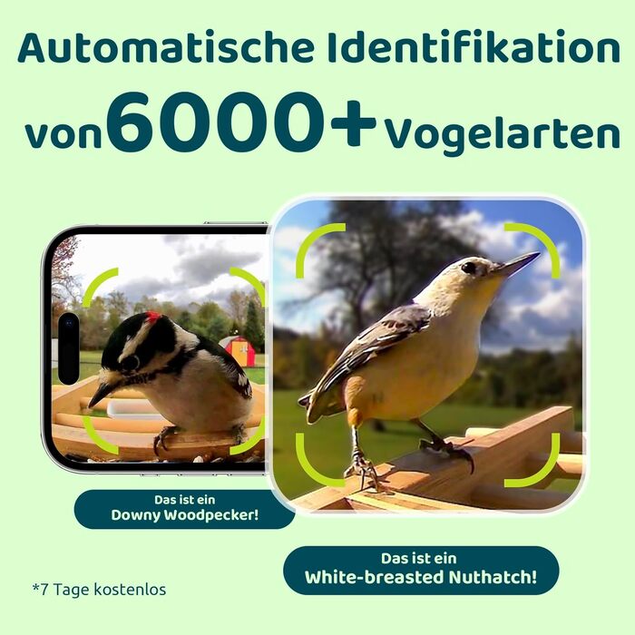 Пташина годівниця з камерою NETVUE Birdfy, Wi-Fi, нічне бачення, сонячна батарея, бамбук, автоматичний відеозапис відвідування птахів