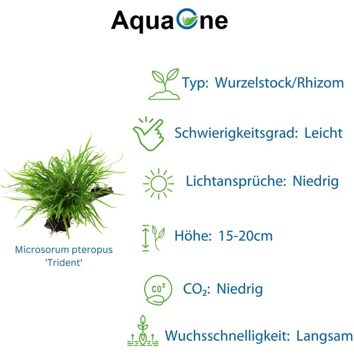 Набір акваріумних рослин AquaOne: 3 шт. на корчі, Microsorum pteropus Jafarn Narrow Trident, середні водні рослини для акваріума